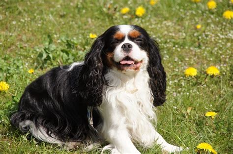 cavalier spaniel haircuts|cavalier king charles grooming styles.